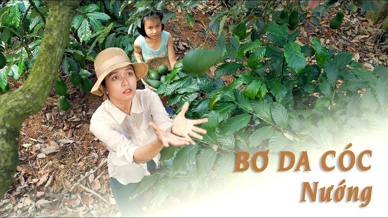 Một ngày đi hái bơ da cóc ở Đà Lạt